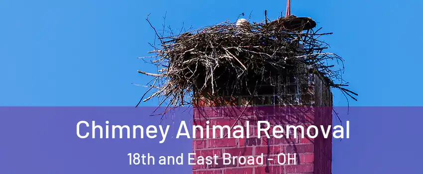 Chimney Animal Removal 18th and East Broad - OH