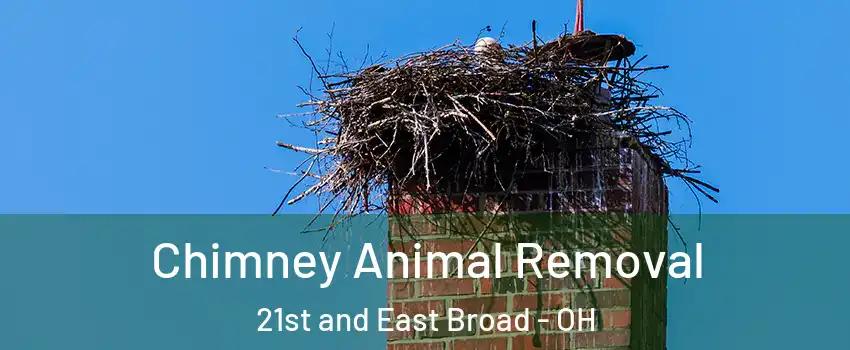Chimney Animal Removal 21st and East Broad - OH