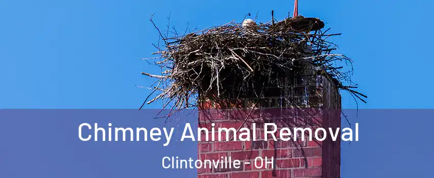 Chimney Animal Removal Clintonville - OH