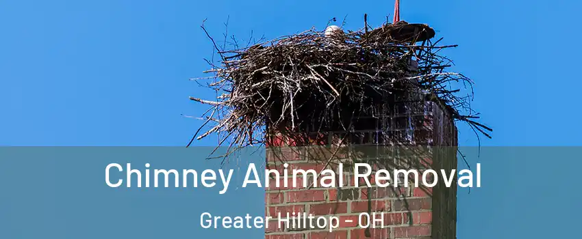 Chimney Animal Removal Greater Hilltop - OH