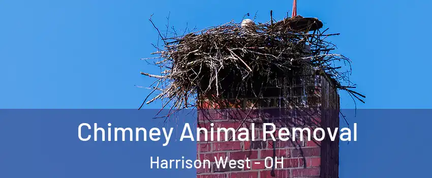 Chimney Animal Removal Harrison West - OH
