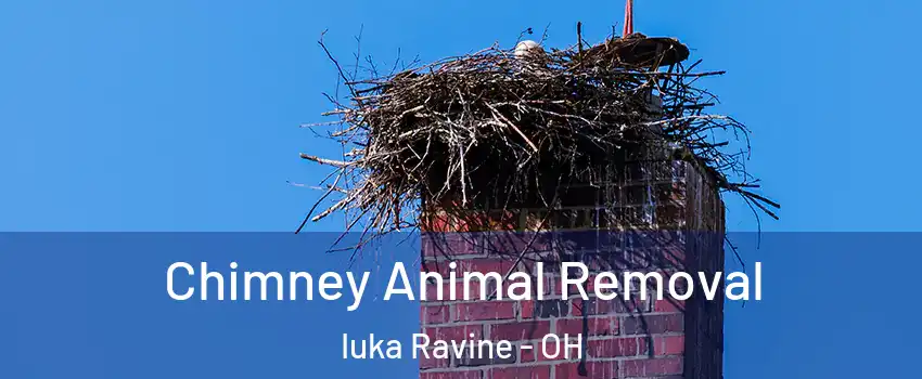 Chimney Animal Removal Iuka Ravine - OH