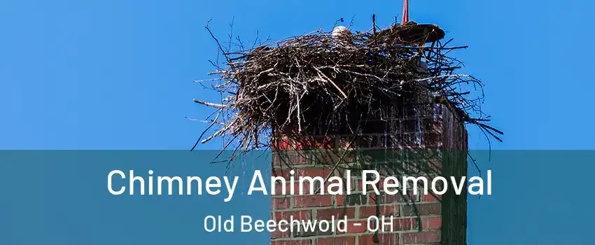Chimney Animal Removal Old Beechwold - OH