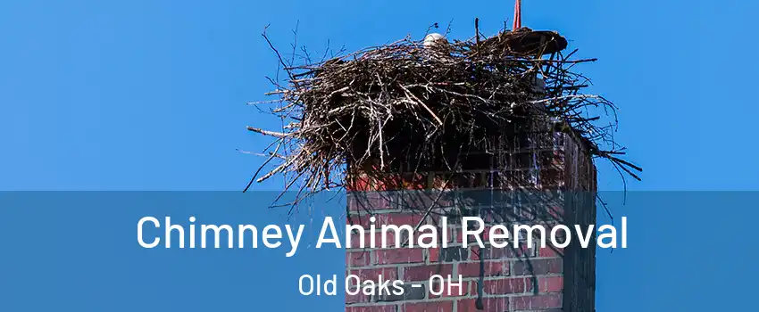 Chimney Animal Removal Old Oaks - OH