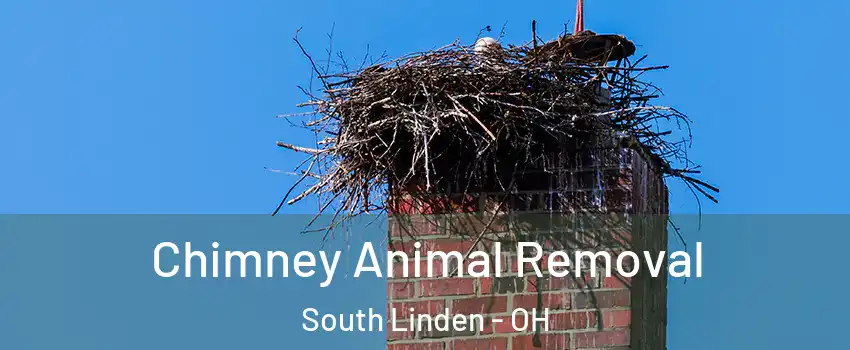 Chimney Animal Removal South Linden - OH