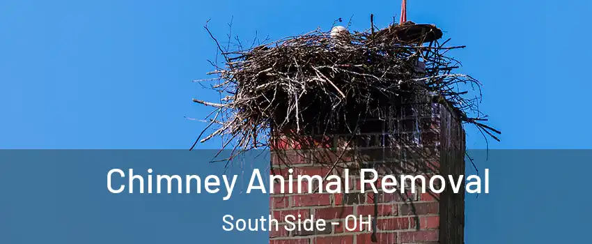 Chimney Animal Removal South Side - OH