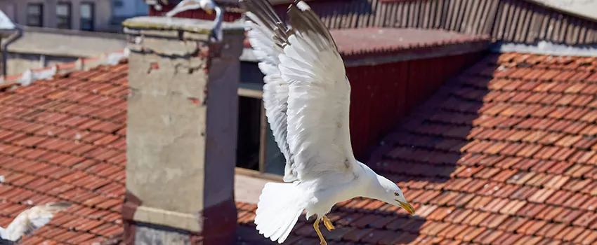 Residential Chimney Animal Removal Solution in North Central, OH